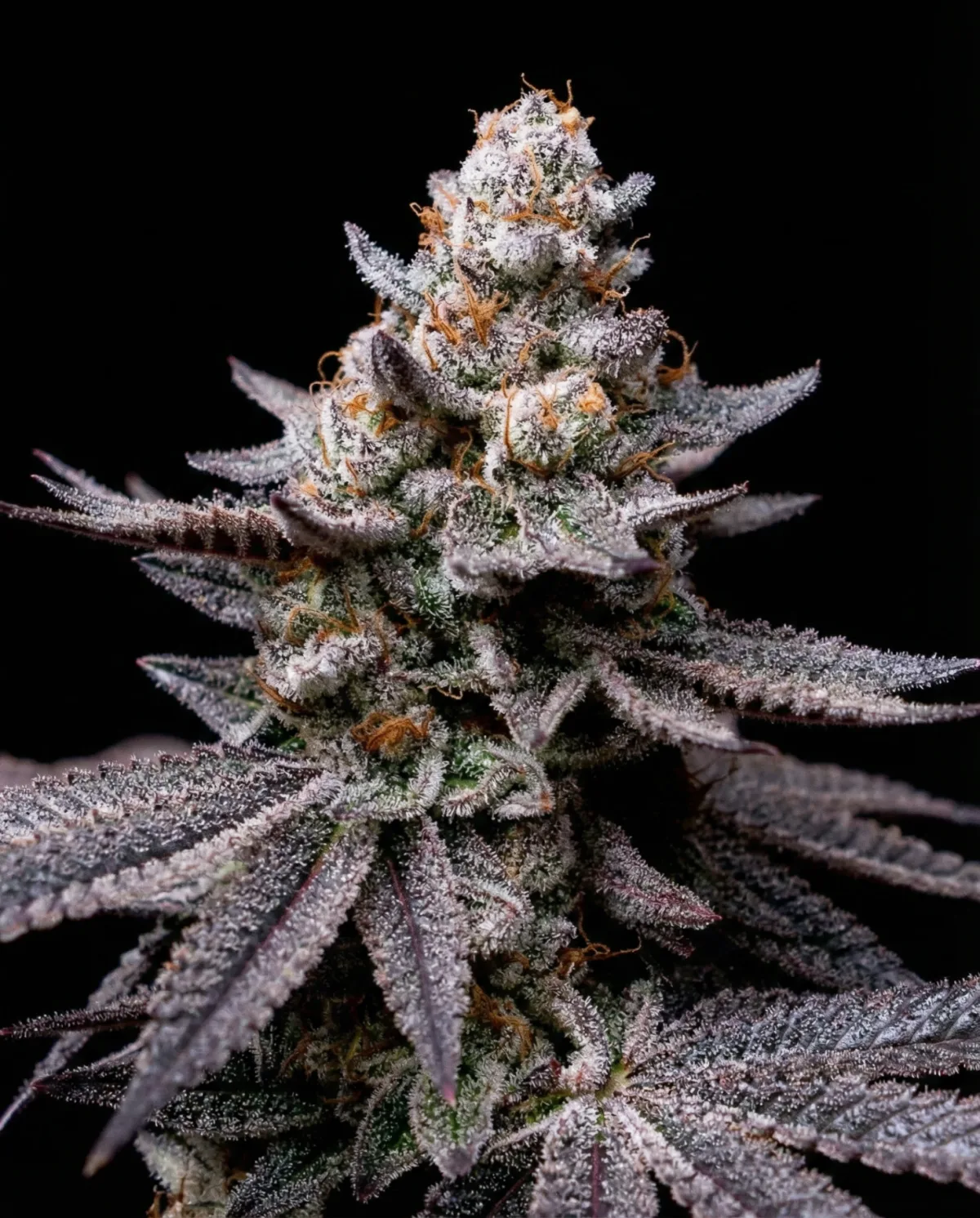 Gorilla Mega Stank Seeds | PoppinFire