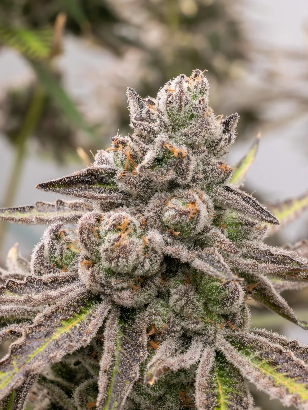 Lemon Lantz Seeds | PoppinFire