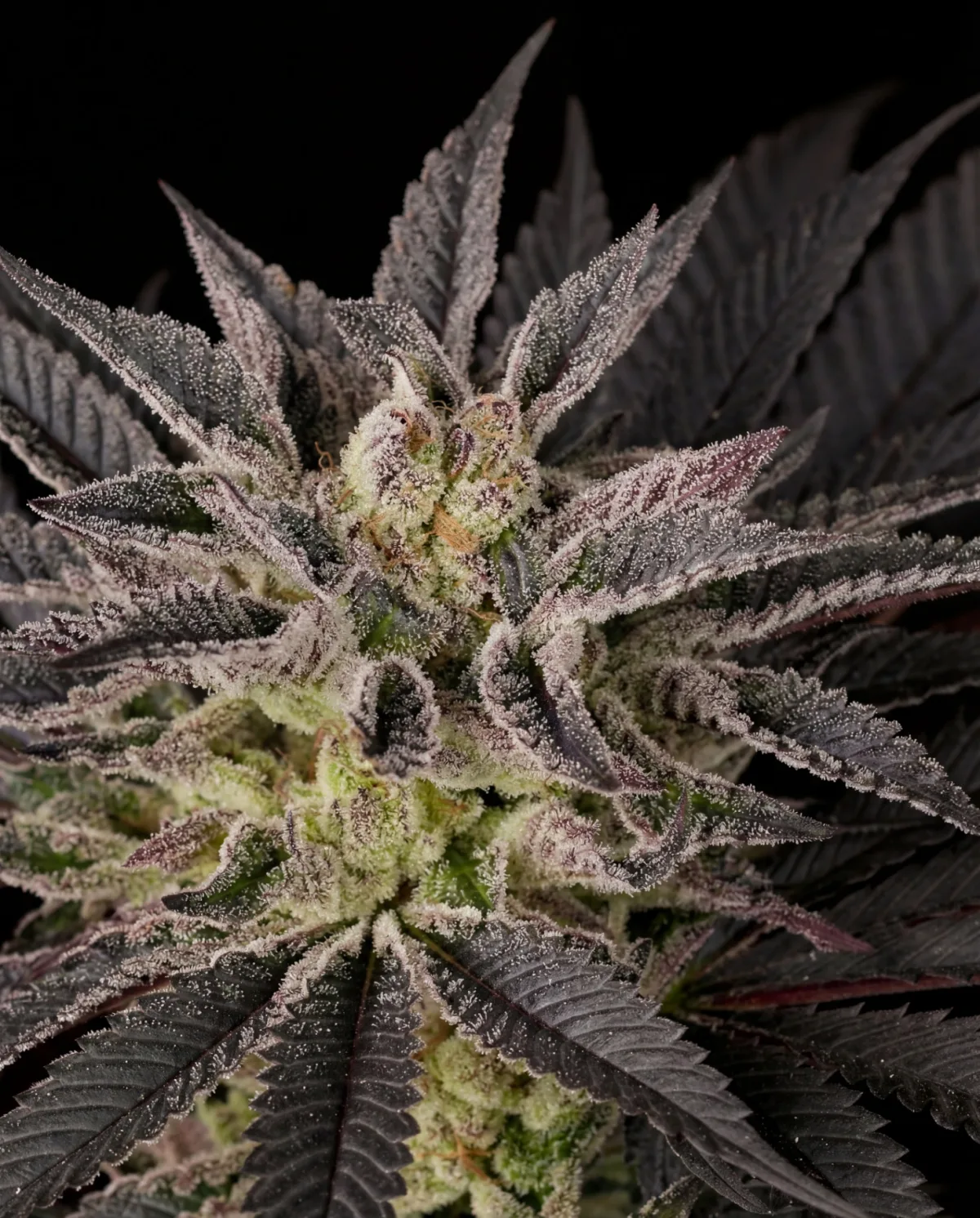 Blueberry Nectar Seeds | PoppinFire
