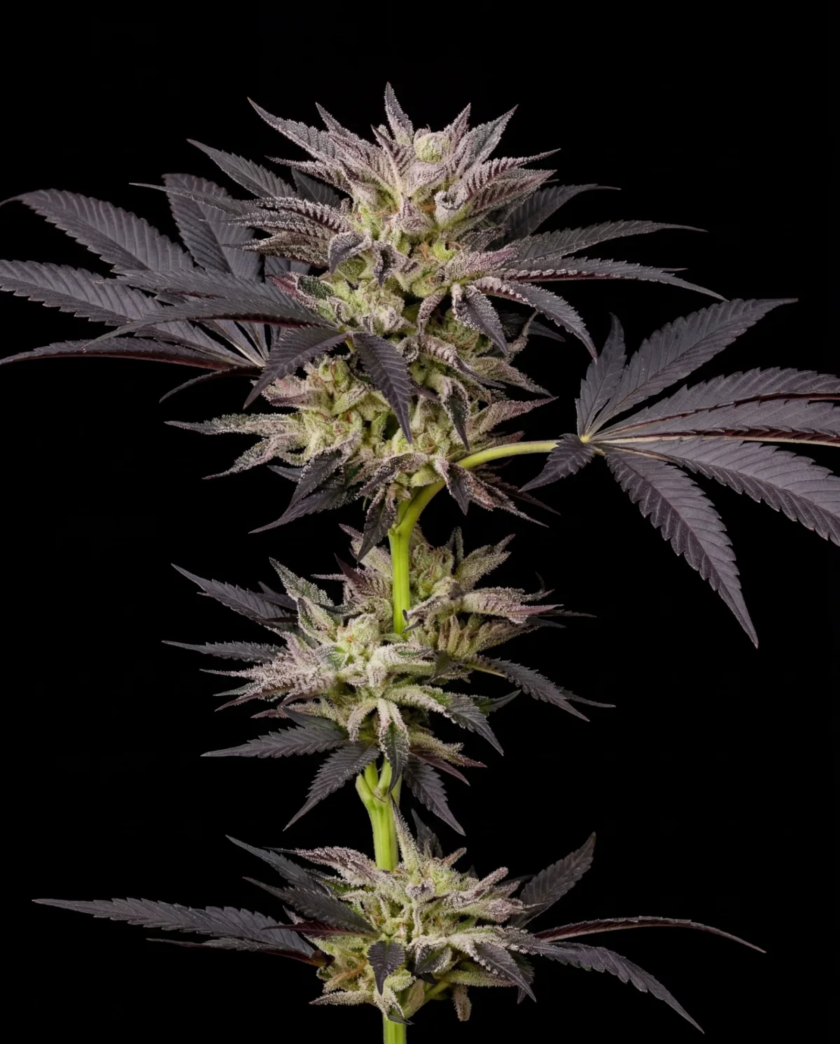 YoloMelon Seeds | PoppinFire