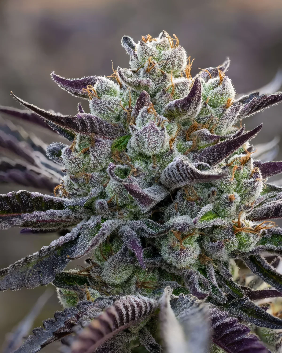 Blueberry Nectar Seeds | PoppinFire